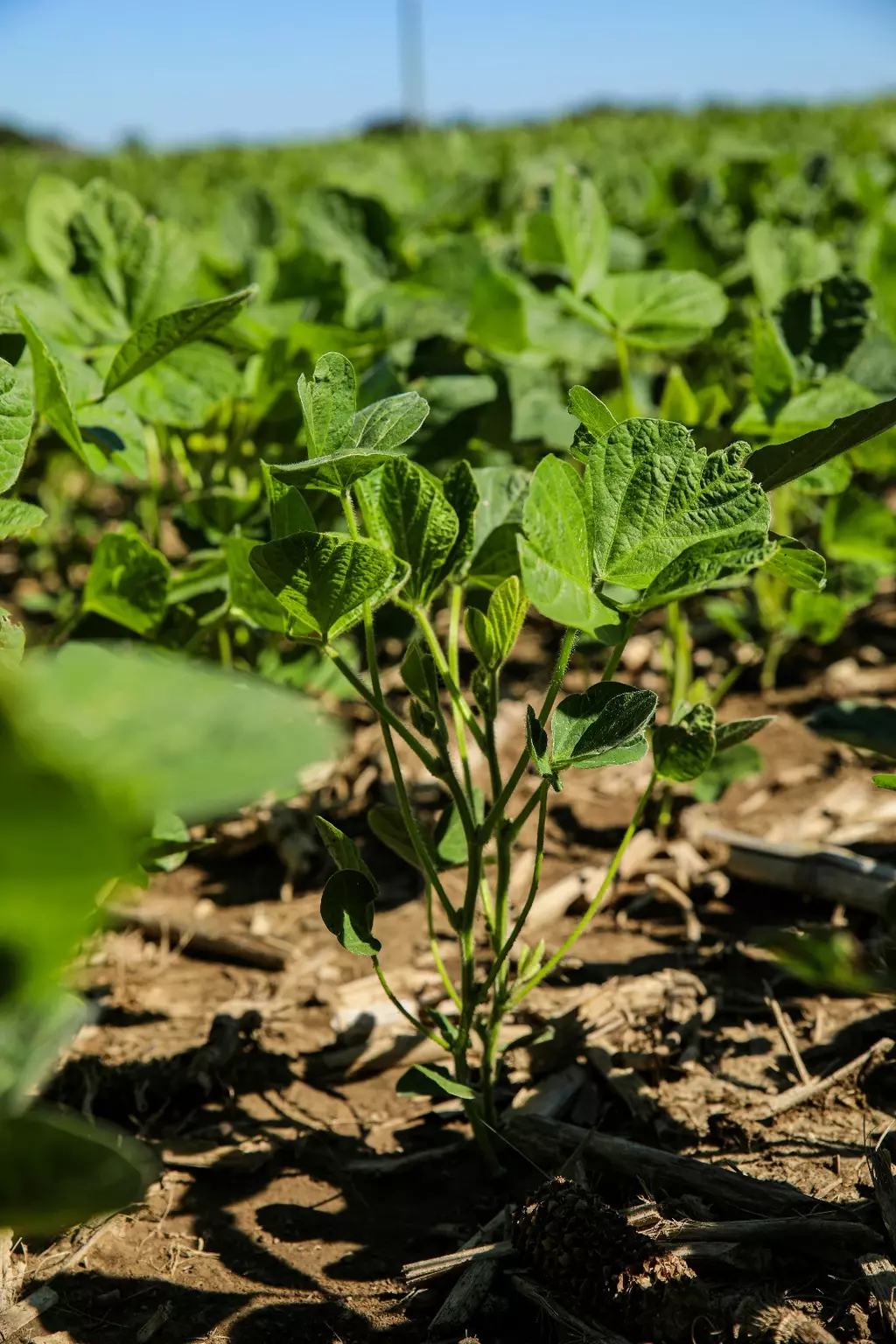 About Agriventure